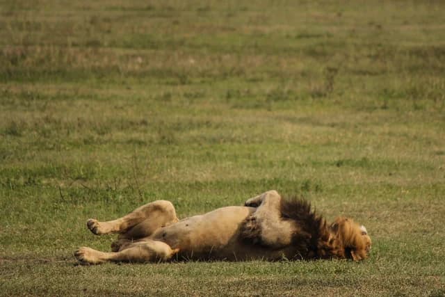 Ten Lions Found Dead in Suspected Poisoning at Tanzania’s Ngorongoro Reserve