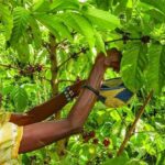 Uganda’s Coffee and Cocoa Farmers Feel the Pinch as Prices Slide