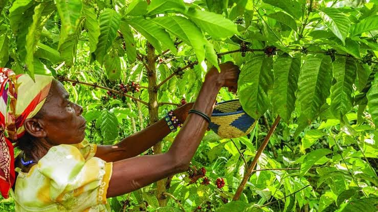 Uganda’s Coffee and Cocoa Farmers Feel the Pinch as Prices Slide