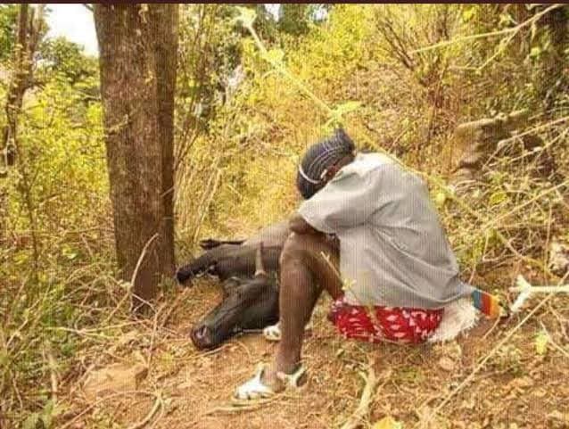 Gachagua Condemns Killing of Maasai Livestock in Samburu, Accuses Government Over Land Disputes
