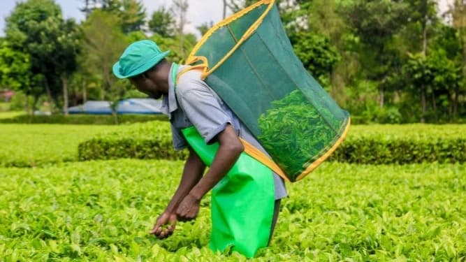 Tea Factories Earn Sh919 Million at Mombasa Auction as Buyer Confidence Holds